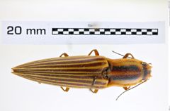 Foto (Dorsalansicht) von Semiotus sommeri (Candèze, 1857) (NHMW-ZOO-COL-0008219)